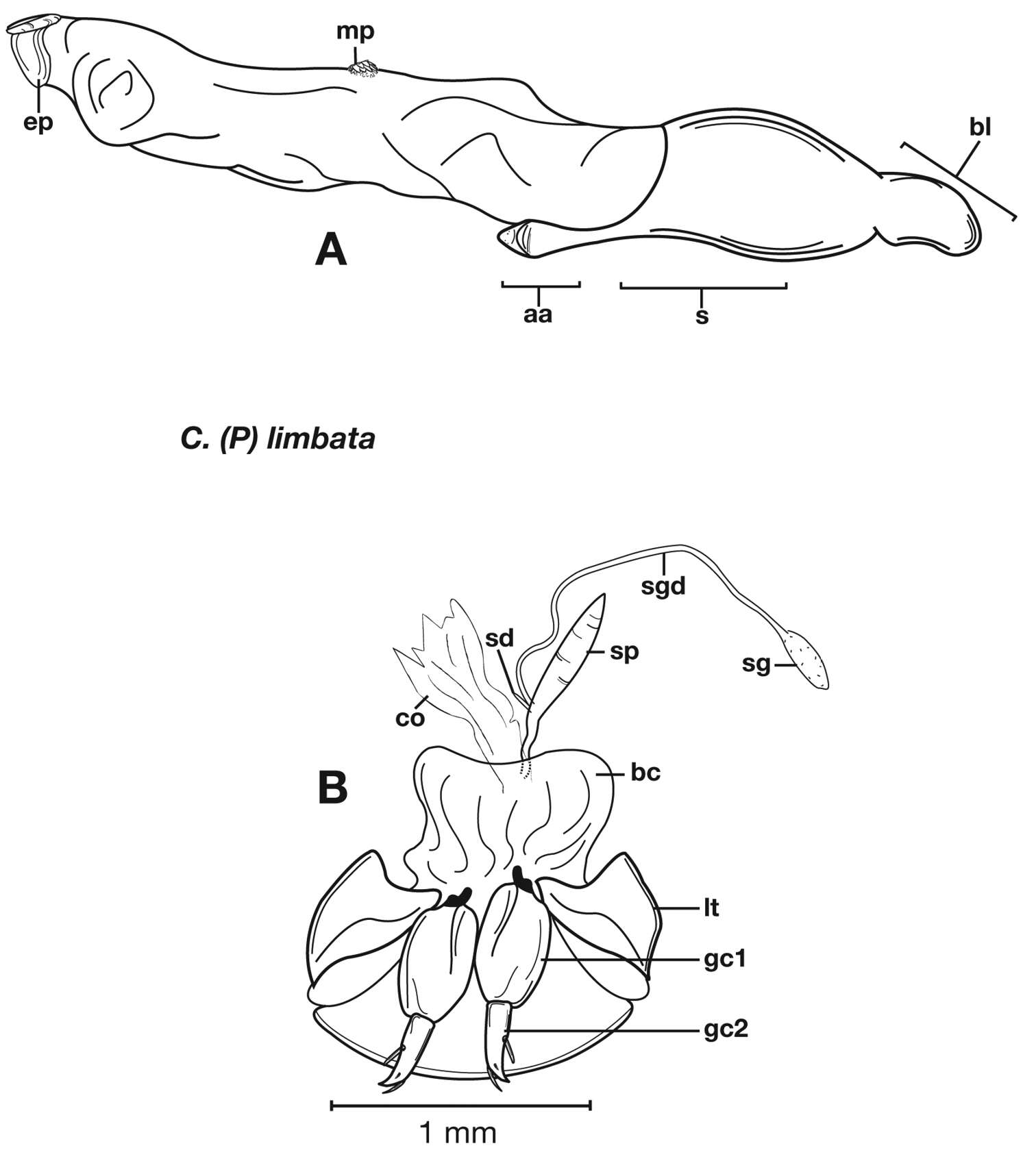 Image of Pinacodera limbata (Dejean 1831)