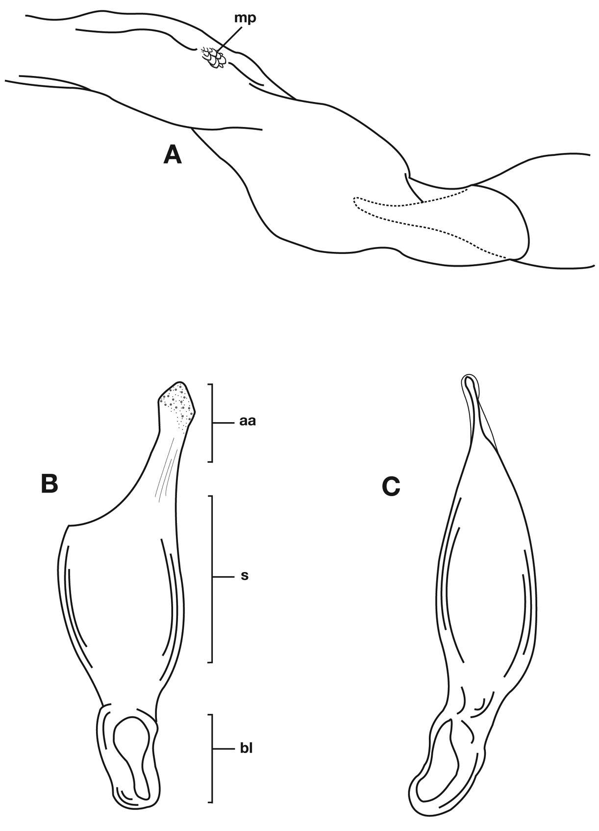 Image of Pinacodera limbata (Dejean 1831)