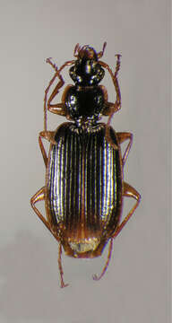 Pinacodera platicollis (Say 1823)的圖片