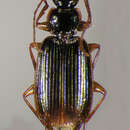 Plancia ëd Cymindis platicollis platicollis (Say)