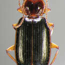 Cymindis platicollis atripennis (Casey)的圖片