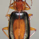 Image of Pinacodera rufostigma (Hunting 2013)