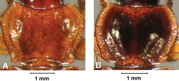 Image of Pinacodera rufostigma (Hunting 2013)