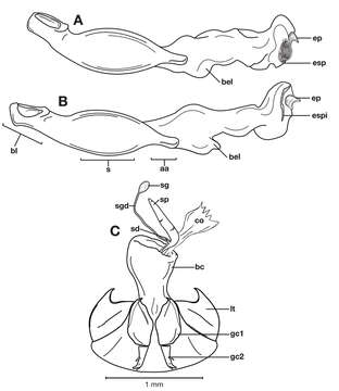 Plancia ëd Pinacodera rufostigma (Hunting 2013)