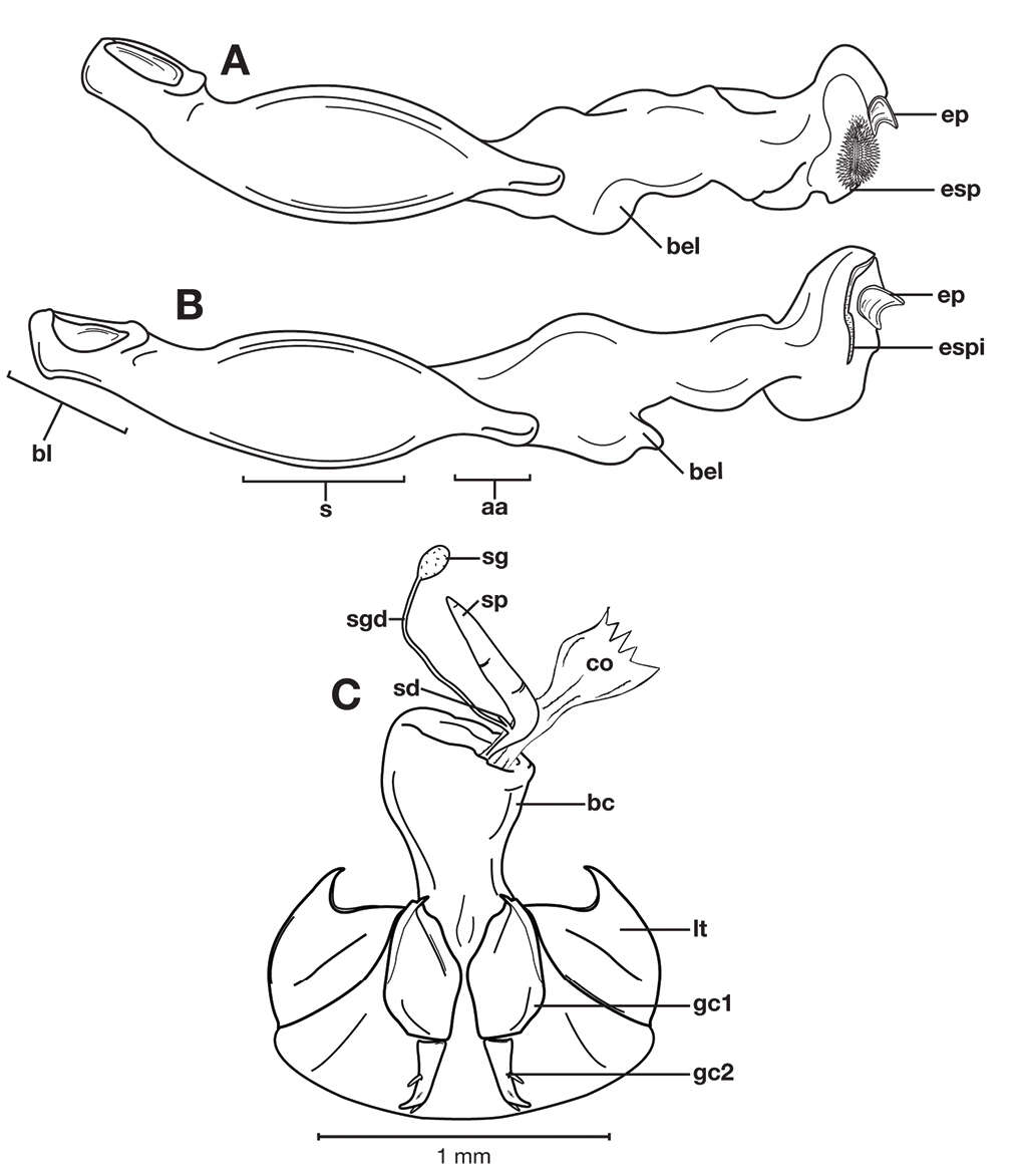 Plancia ëd Pinacodera rufostigma (Hunting 2013)