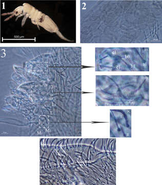 Image of Acrocyrtus zhujiensis Xu, Pan & Zhang 2013