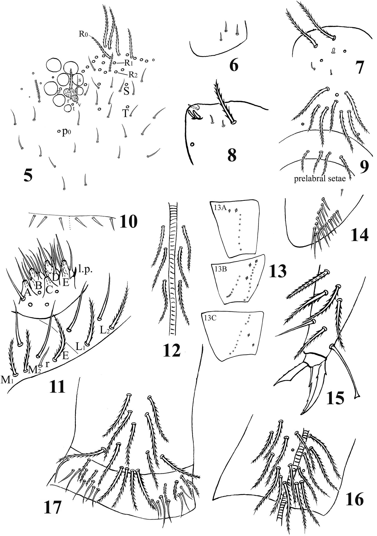 Image of Acrocyrtus zhujiensis Xu, Pan & Zhang 2013