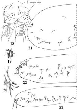 Image of Acrocyrtus zhujiensis Xu, Pan & Zhang 2013