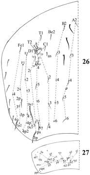 Image of Acrocyrtus zhujiensis Xu, Pan & Zhang 2013