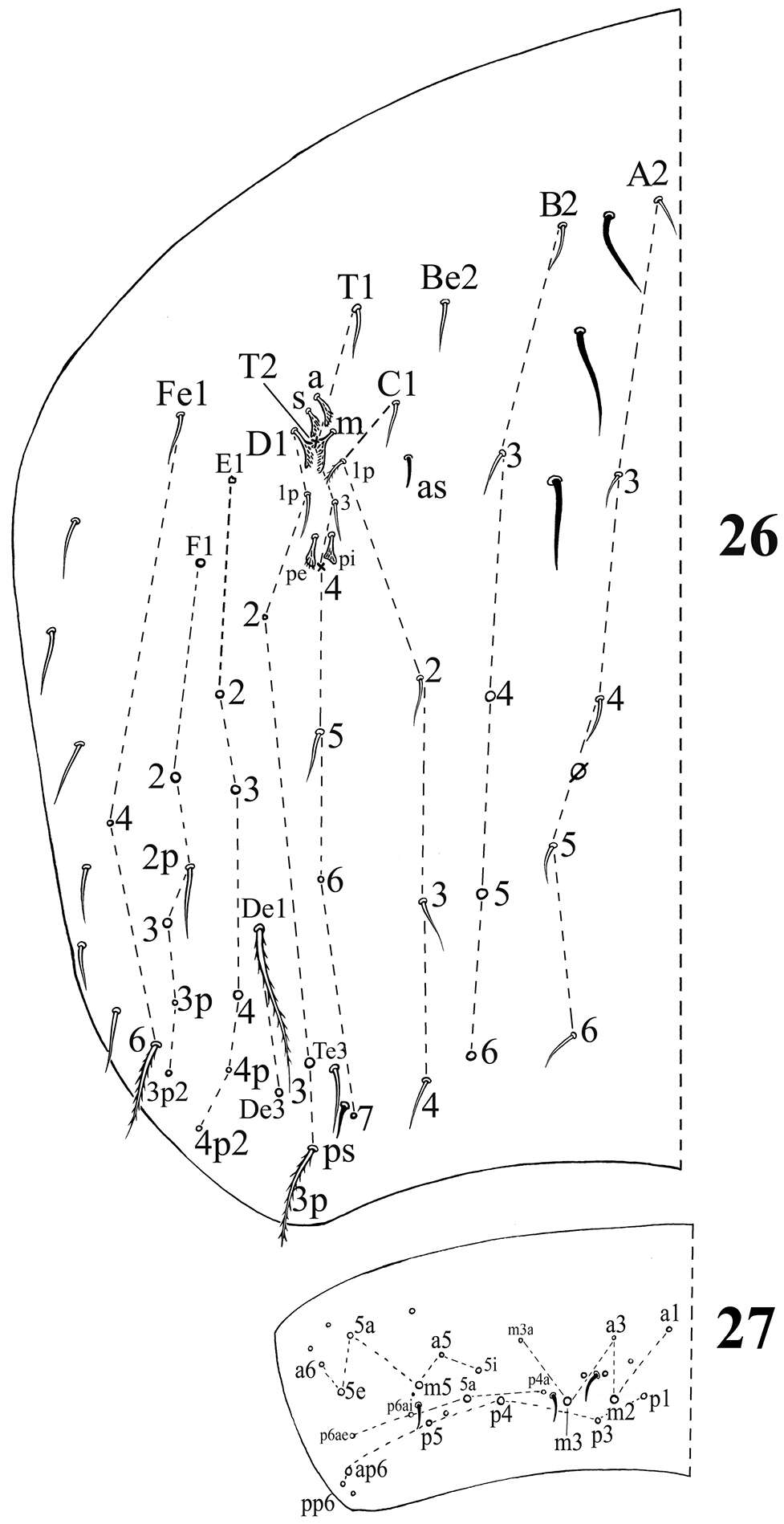 Image of Acrocyrtus zhujiensis Xu, Pan & Zhang 2013