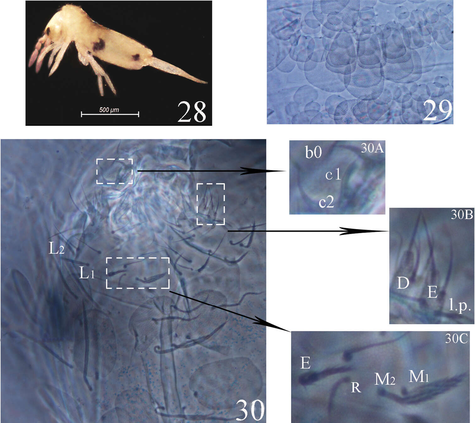 Image of Acrocyrtus finis Xu, Pan & Zhang 2013