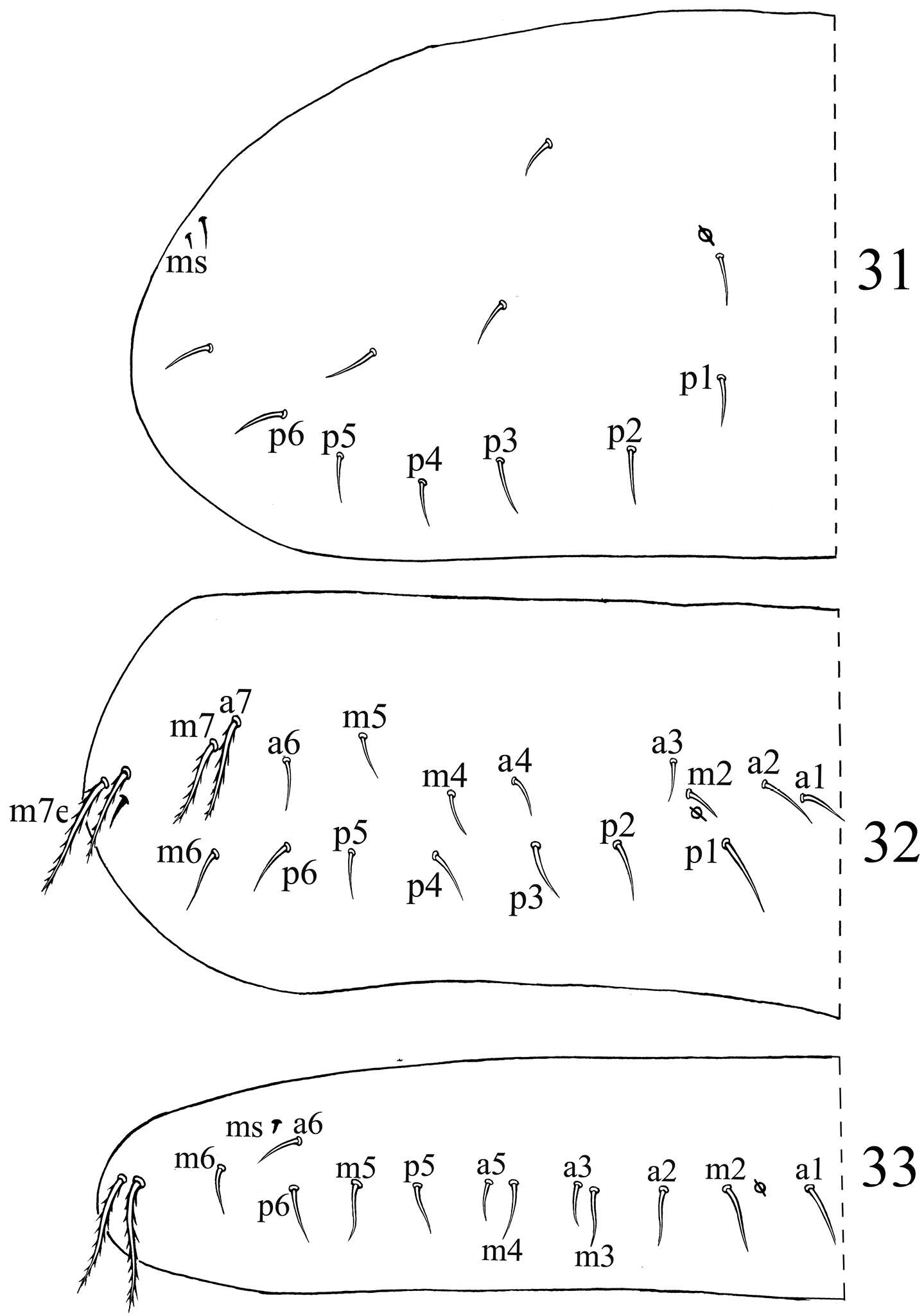 Image of Acrocyrtus finis Xu, Pan & Zhang 2013