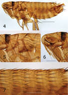 Image of fleas