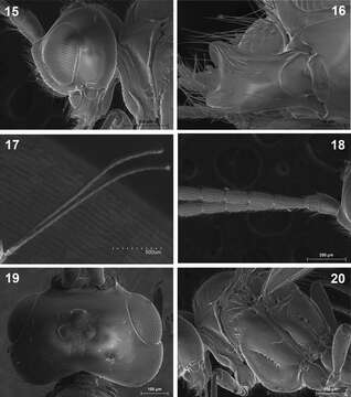 Image of Dinotrema paramicum Munk & Peris-Felipo