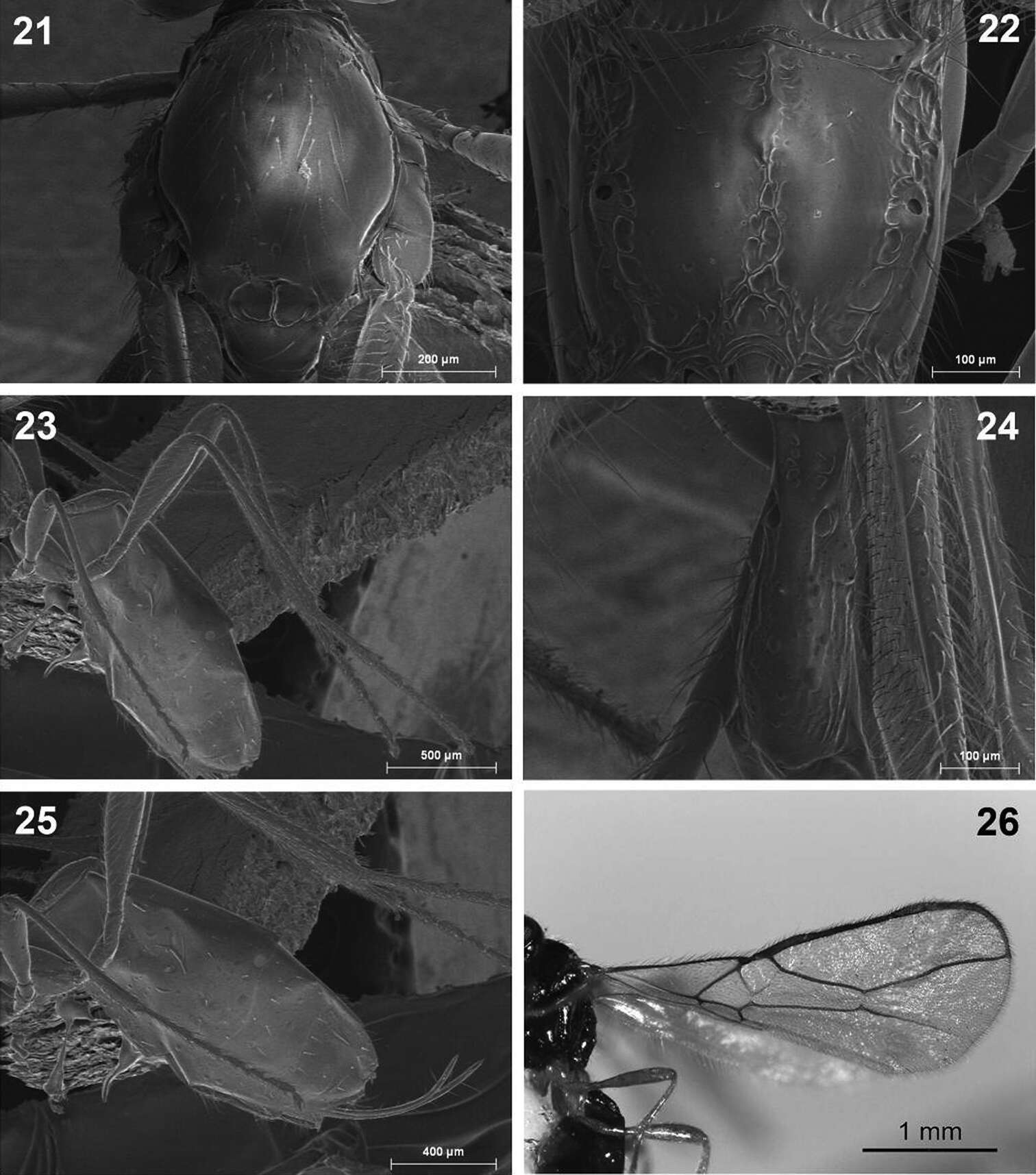 Image of Dinotrema paramicum Munk & Peris-Felipo