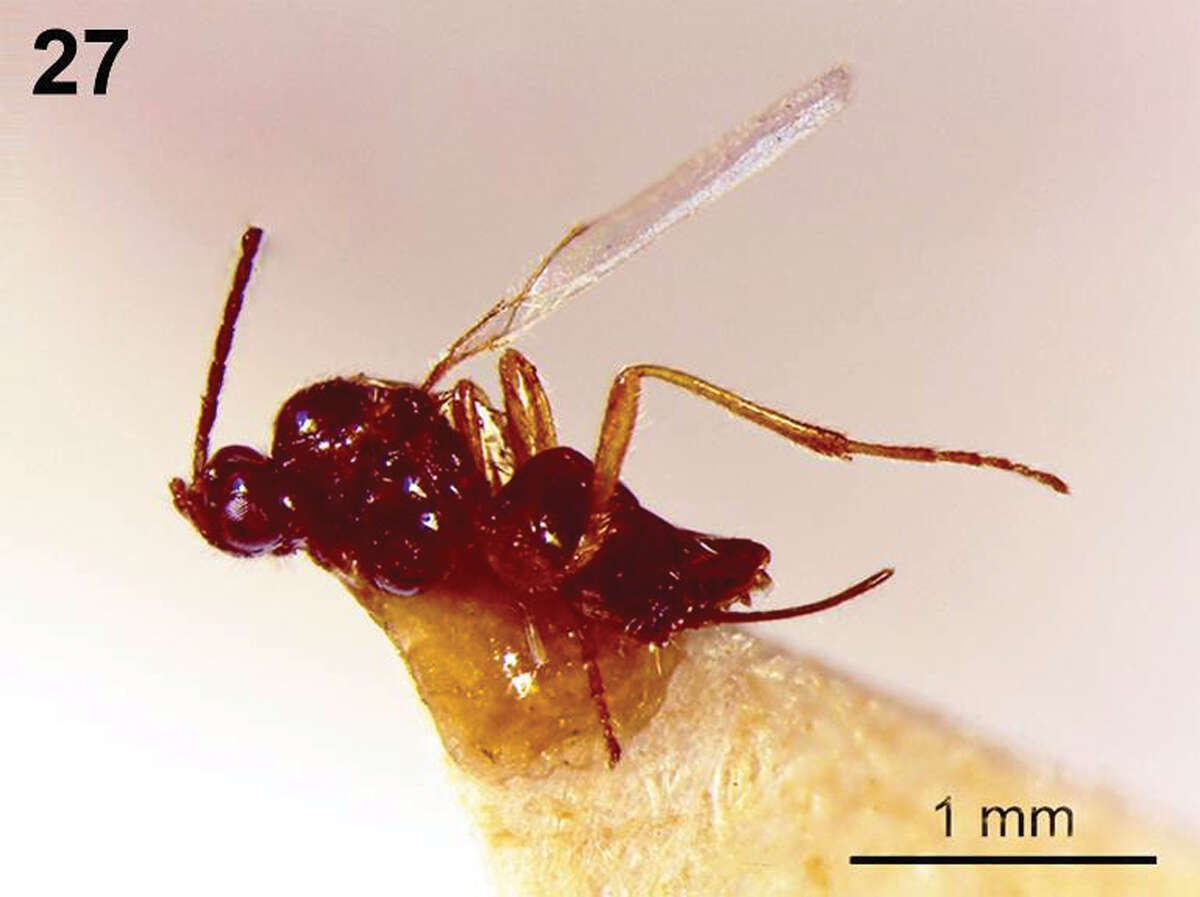 Plancia ëd Dinotrema tirolense Munk & Peris-Felipo