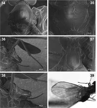 Plancia ëd Dinotrema tirolense Munk & Peris-Felipo