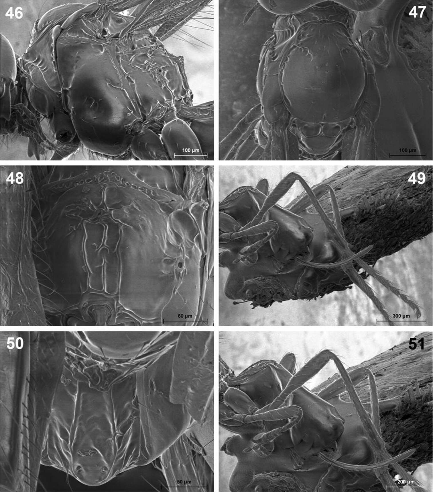 Image of Dinotrema valvulatum Munk & Peris-Felipo