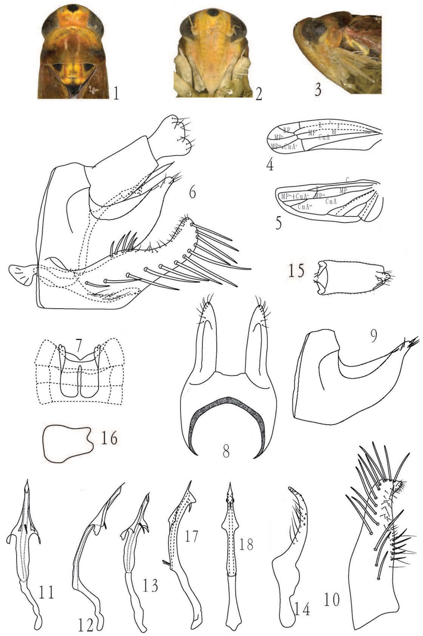 Слика од Membranacea