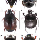 Sivun Hololepta (Leionota) reichii (Marseul 1853) kuva