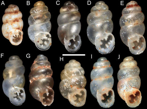 Gastrocopta larapinta (Tate 1896) resmi