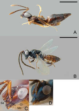 Plancia ëd Calymmochilus