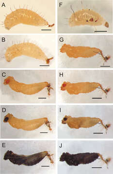 Image of Calymmochilus