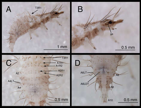 Image of Chrysopodes