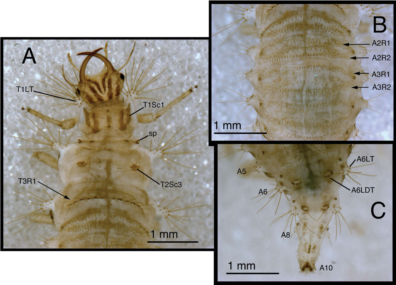 Plancia ëd Chrysopodes