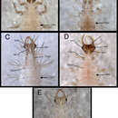 Image of Chrysopodes (Chrysopodes) lineafrons Adams & Penny 1987