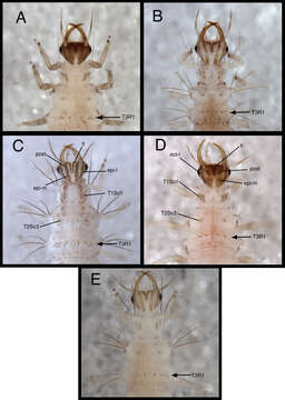 Image of Chrysopodes (Chrysopodes) lineafrons Adams & Penny 1987