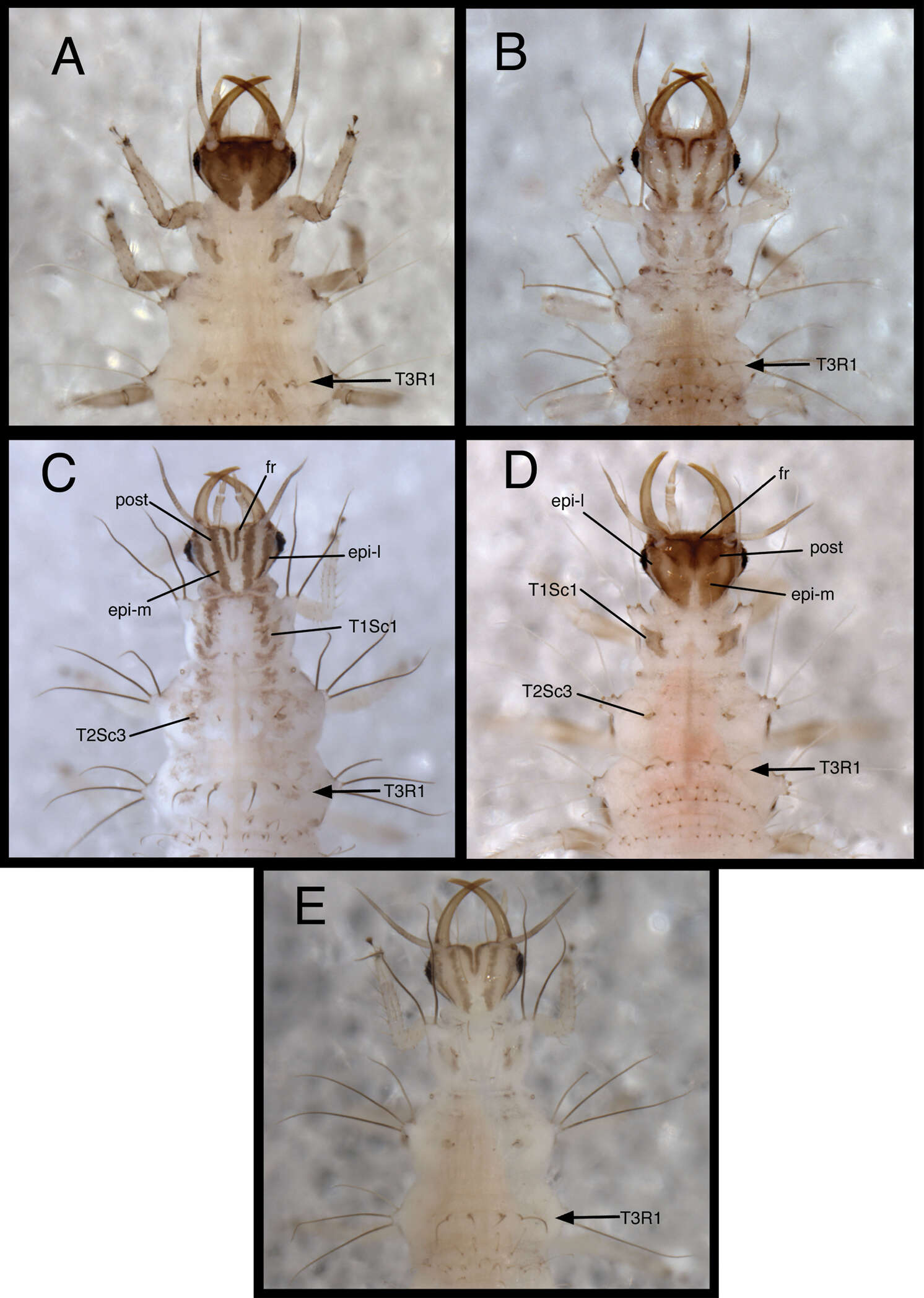 Image of Chrysopodes (Chrysopodes) lineafrons Adams & Penny 1987