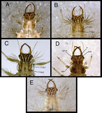 Image of Chrysopodes (Chrysopodes) lineafrons Adams & Penny 1987