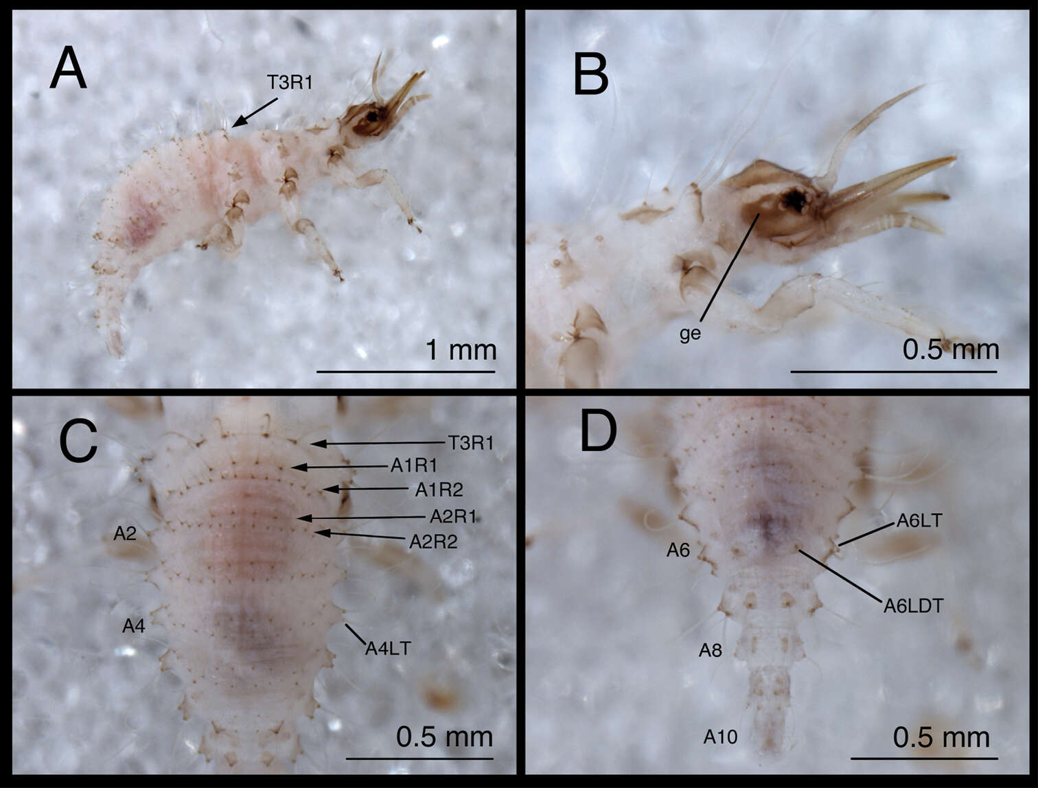 Image of Chrysopodes (Chrysopodes) lineafrons Adams & Penny 1987