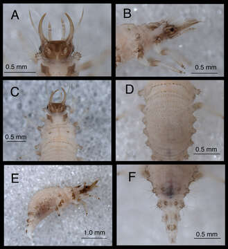 Image of Chrysopodes (Chrysopodes) lineafrons Adams & Penny 1987