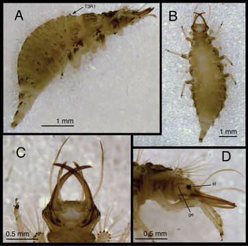 Image of Chrysopodes (Chrysopodes) lineafrons Adams & Penny 1987