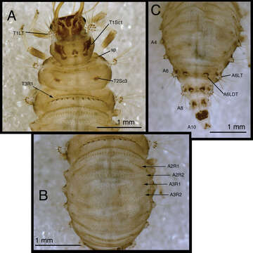 Image of Chrysopodes (Chrysopodes) lineafrons Adams & Penny 1987