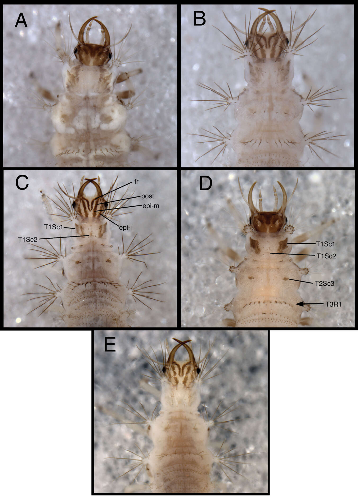 Image of Chrysopodes (Chrysopodes) spinellus Adams & Penny 1987