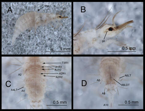 Image of Chrysopodes (Chrysopodes) spinellus Adams & Penny 1987