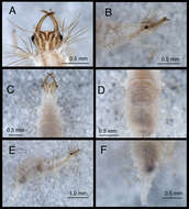 Image of Chrysopodes (Chrysopodes) spinellus Adams & Penny 1987