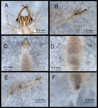 Image of Chrysopodes (Chrysopodes) spinellus Adams & Penny 1987