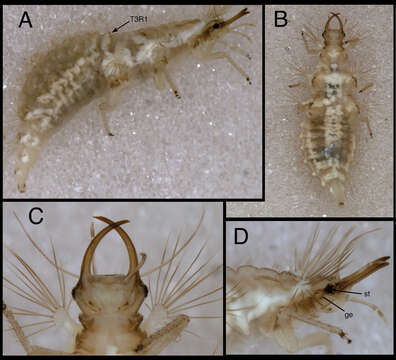 Image of Chrysopodes (Chrysopodes) spinellus Adams & Penny 1987