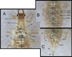 Image of Chrysopodes (Chrysopodes) spinellus Adams & Penny 1987