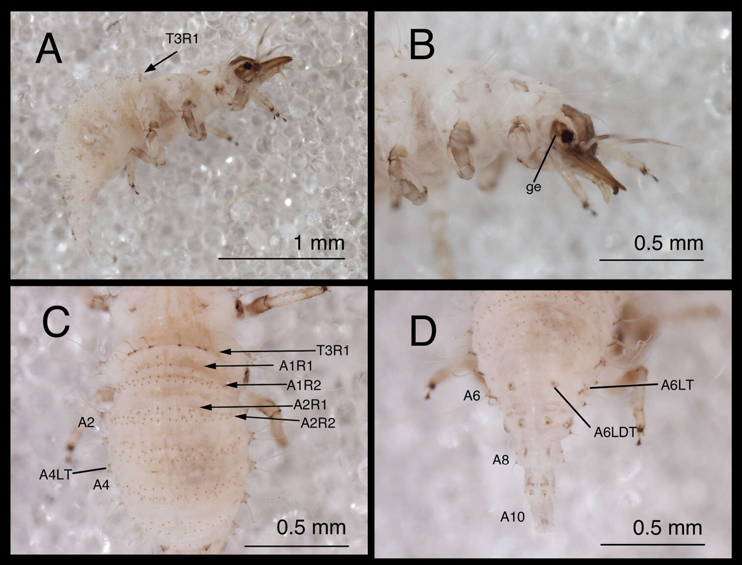 Image of Chrysopodes divisus (Walker 1853)