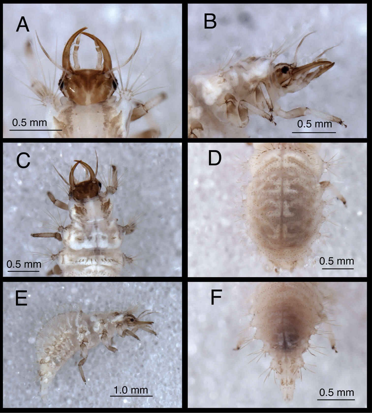 Image of Chrysopodes divisus (Walker 1853)