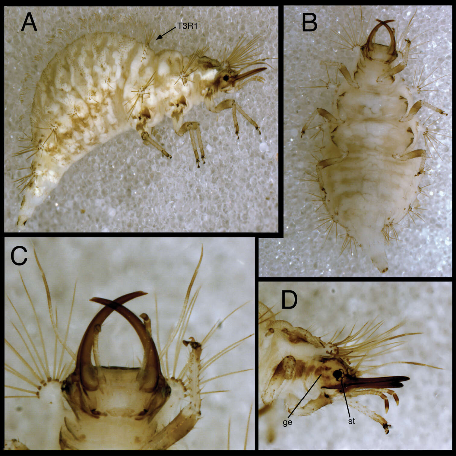 Image of Chrysopodes divisus (Walker 1853)