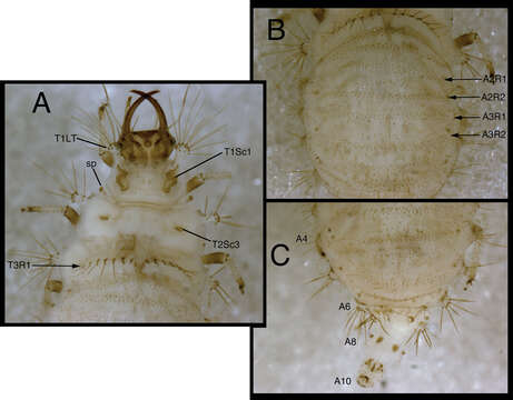 Image of Chrysopodes divisus (Walker 1853)