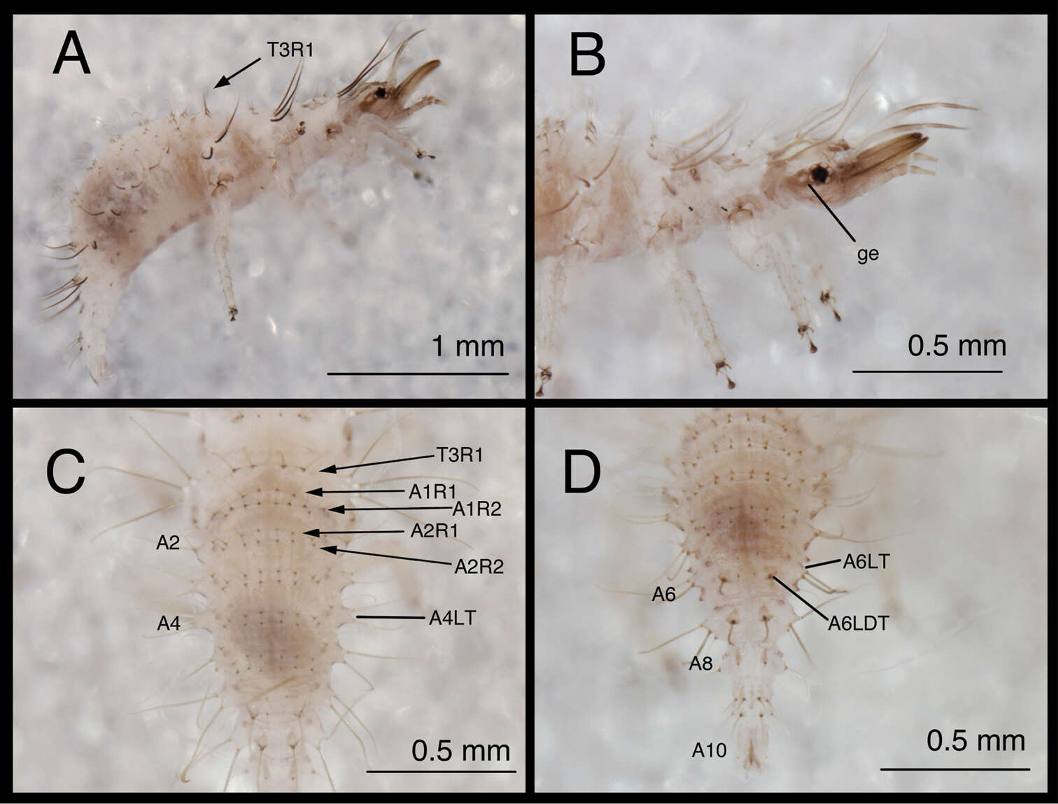 Image of Chrysopodes (Chrysopodes) fumosus C. Tauber et al. 2012