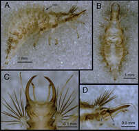 Image of Chrysopodes (Chrysopodes) fumosus C. Tauber et al. 2012