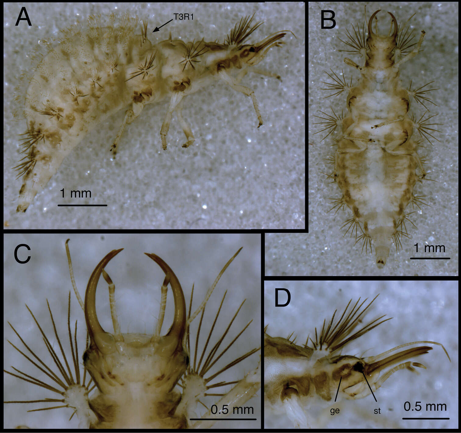 Image of Chrysopodes (Chrysopodes) fumosus C. Tauber et al. 2012